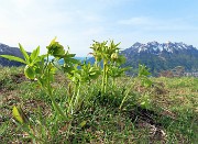 17 Helleborus viridis (Elleboro verde) con vista in Alben
